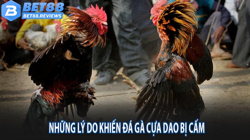 Những lý do khiến đá gà cựa dao bị cấm