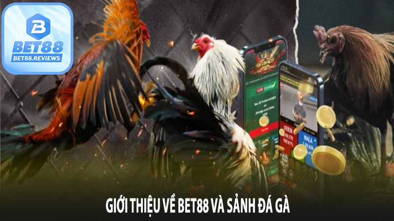 Giới thiệu về bet88 và sảnh chơi đá gà