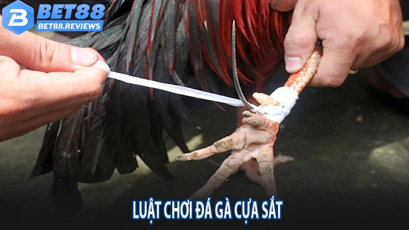 Luật chơi đá gà cựa sắt