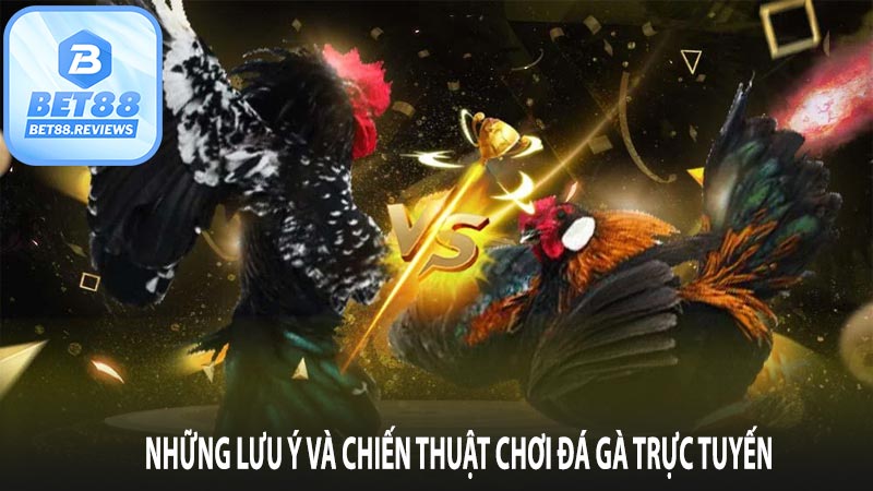 Những lưu ý và chiến thuật chơi đá gà trực tuyến