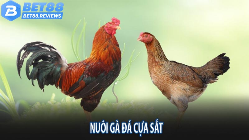 Cách nuôi gà đá cựa sắt